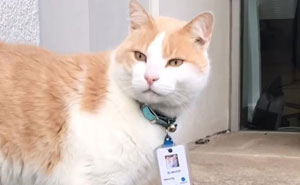 Cat Hangs Around A Hospital For A Year, Ends Up Getting Hired As A Security Cat