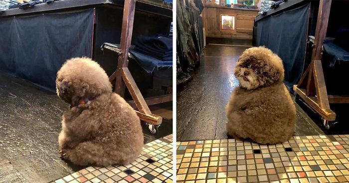 giant fluffy poodle