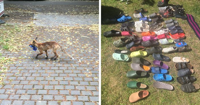 Fox From Berlin Gets Unmasked As A Crocs-Thief With A Collection Of Over  100 Stolen Shoes And People Find It Hilarious | Bored Panda