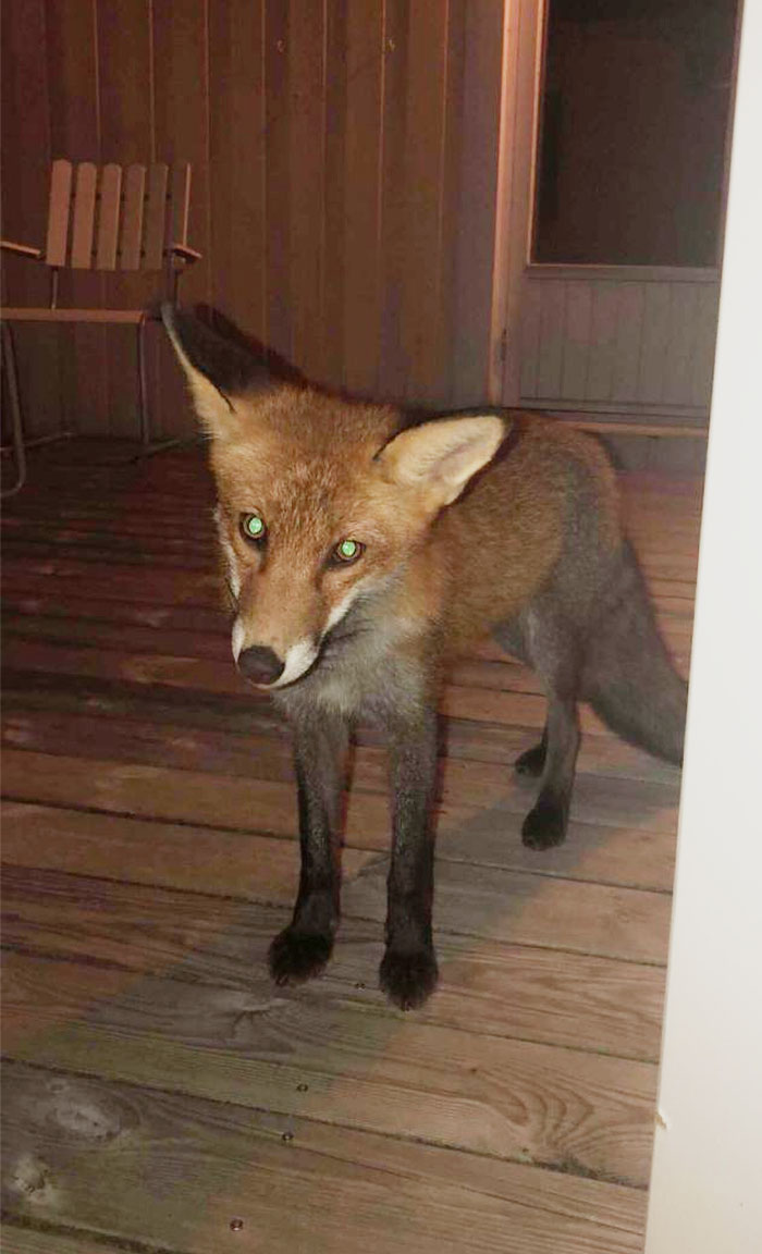 So A Fox Decided To Show Up Outside My Door In The Middle Of The Night