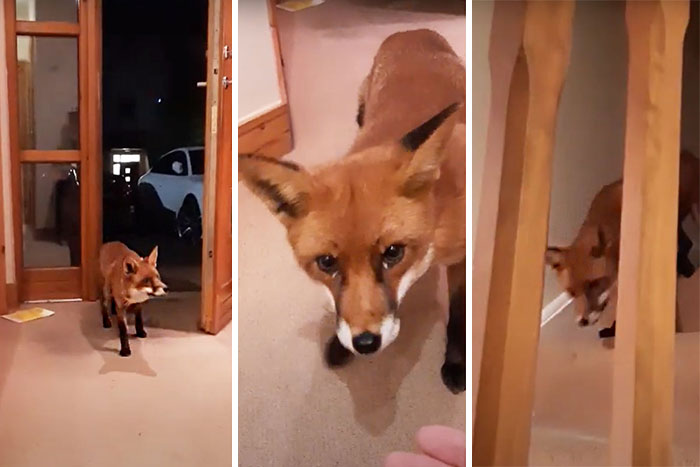Curious Fox Wanders Into Home To Steal A Drink During Lockdown In Dublin