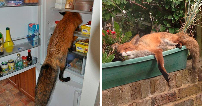 26 People Who Found Foxes In Their Houses And Shared Pics Online
