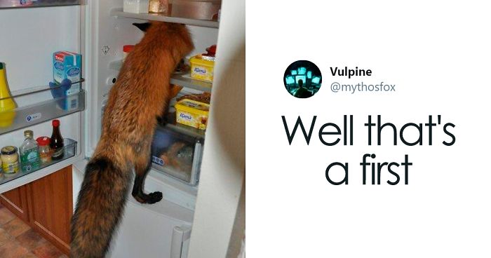 26 People Who Found Foxes In Their Houses And Shared Pics Online | Bored  Panda