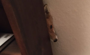 26 People Who Found Foxes In Their Houses And Shared Pics Online