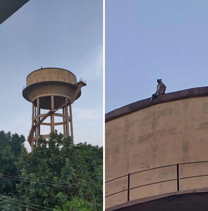 This Monkey At The Top Of A Water Tank
