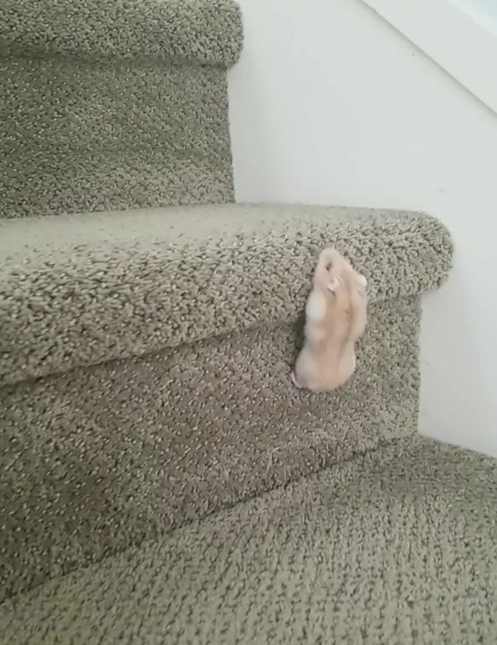 Theodore The Hamster Climbing Up Stairs