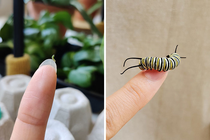 One Week Of A Monarch Butterfly Caterpillar's Growth! This Is Craig