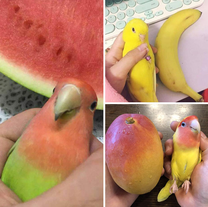 These Birds Look Like Fruits