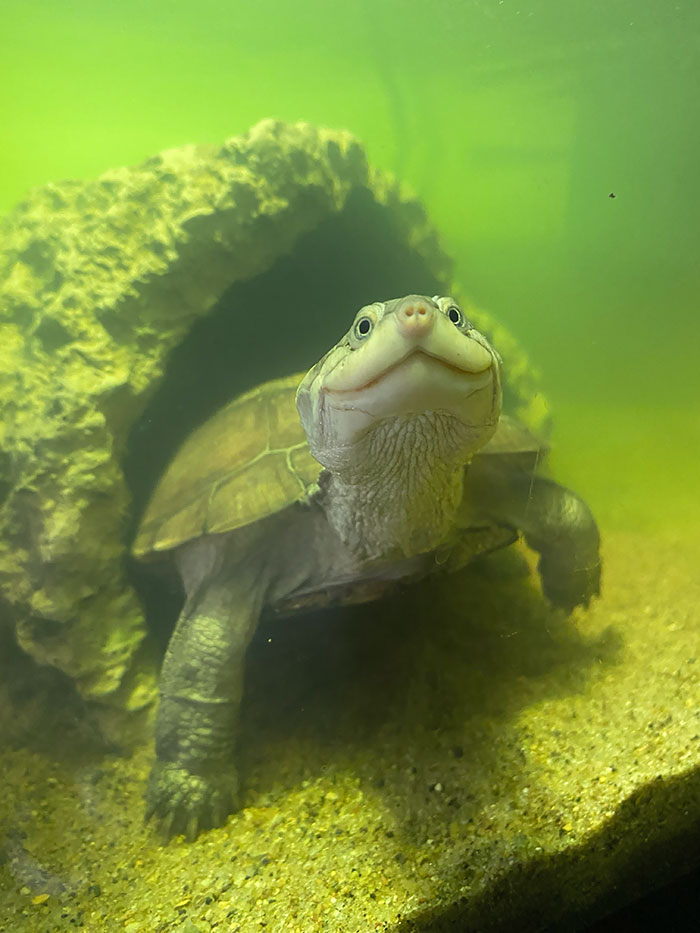 Reggie The African Sideneck Turtle. Who Knows What He’s Hiding Behind That Smile