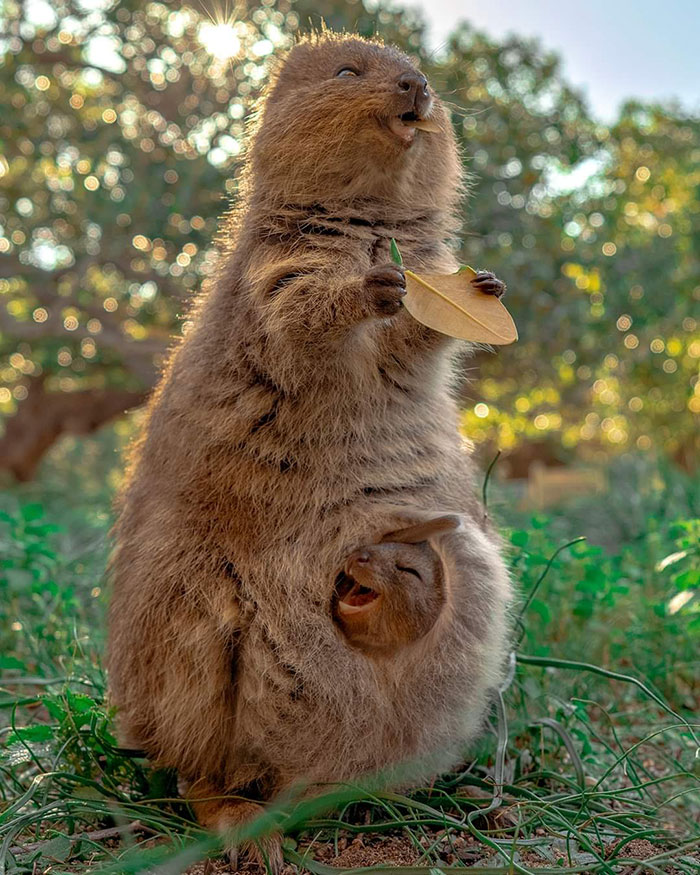 Quokkas Are The Face Of Happiness