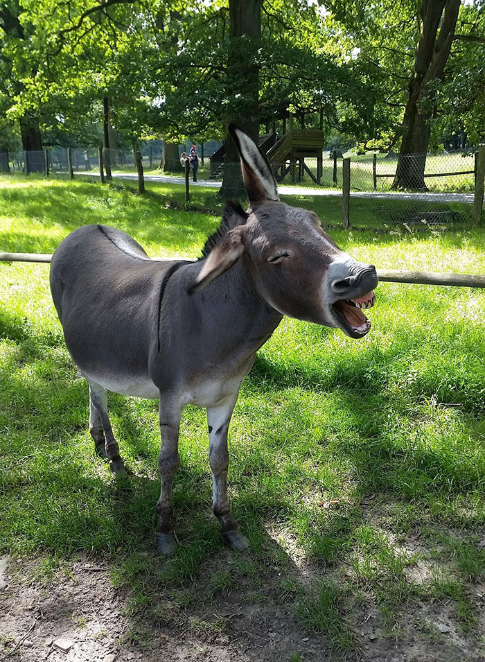 This Donkey Mid-Sneeze Looks Like It Just Heard The Best Joke