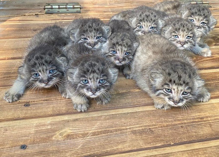 Novosibirsk Zoo Welcomes 16 Cobalt-Eyed Pallas’s Cat Kittens