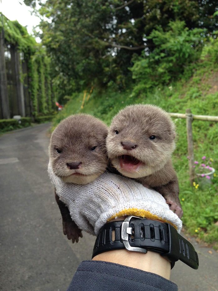 Lil Baby Otters