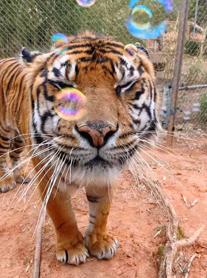 My Local Zoo Posted This Pic Of Kami The Tiger And Her Reaction To Bubbles. That Face