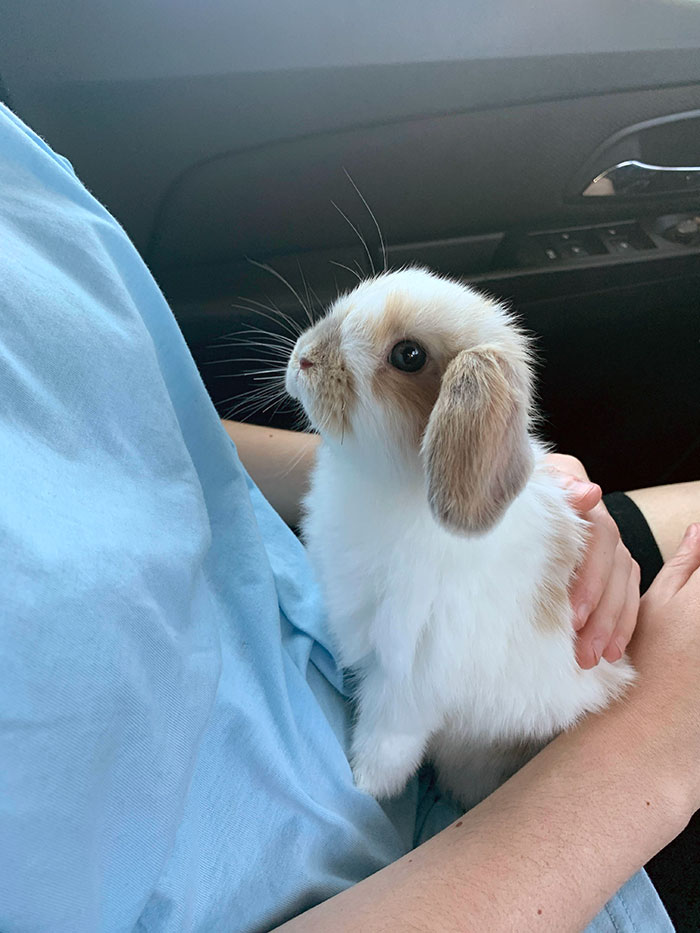 My Girlfriend’s New Bunny, Korra