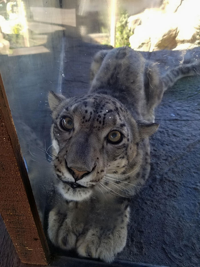 Snow Leopards Aren't Too Different From House Cats