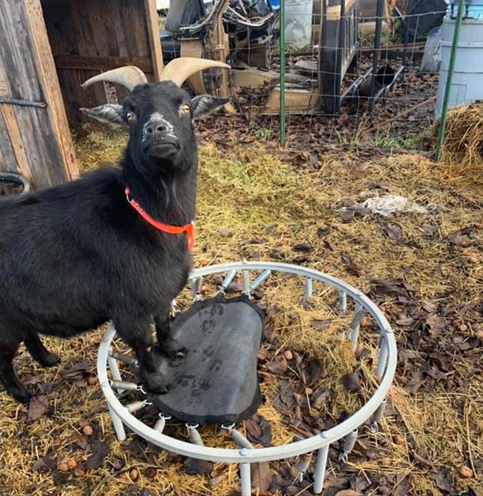 Goat Seeking Trampoline