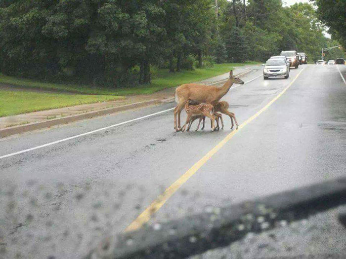 The Whole Breastfeeding In Public Thing Is Getting Out Of Control