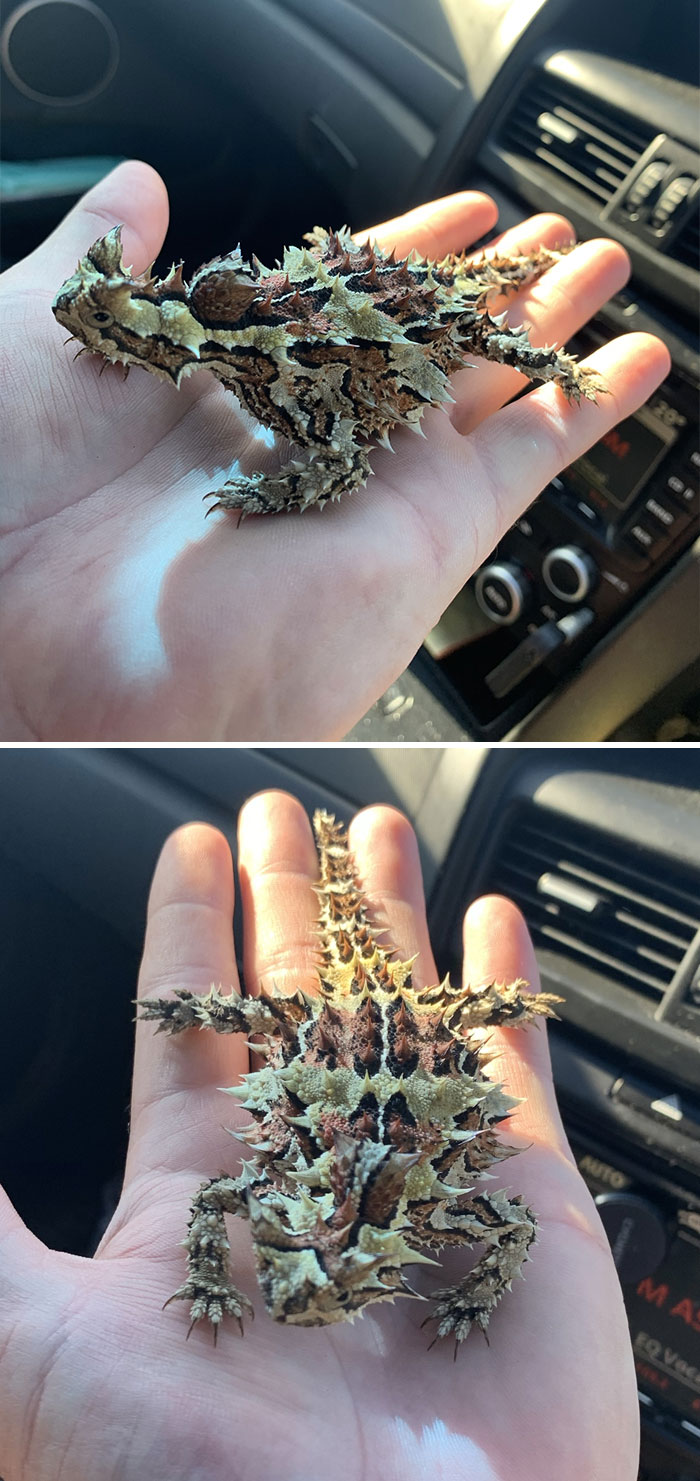 Saved A Little Mate From The Middle Of A Highway