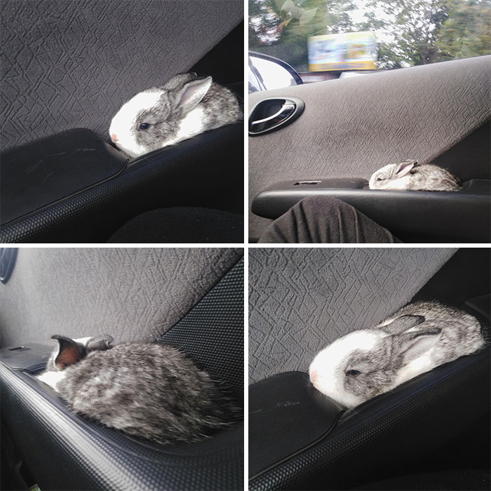Dedicated Spot When Going For A Car Ride