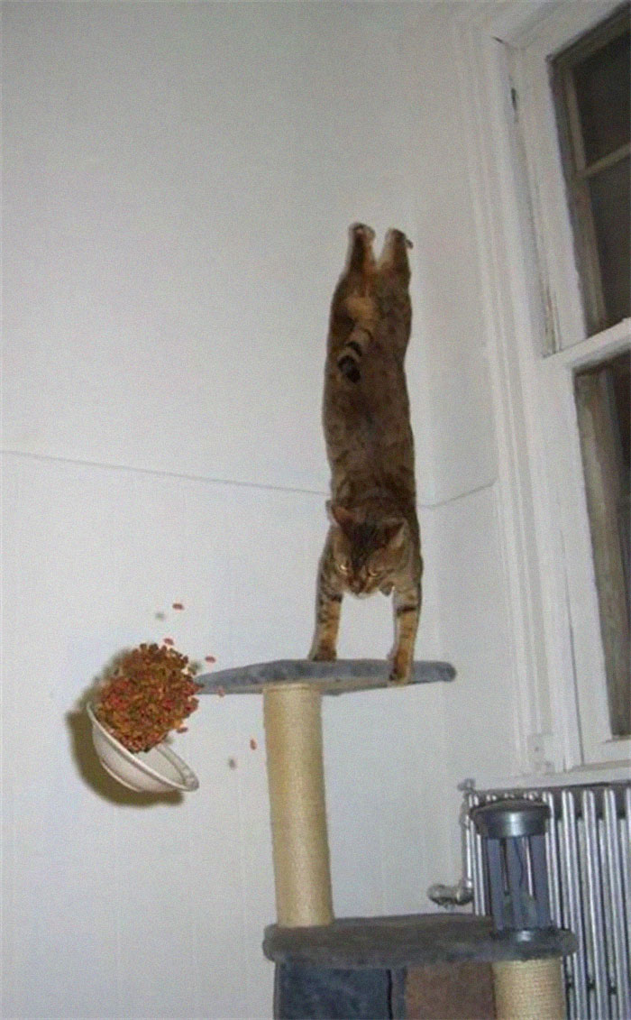 Funny-Cats-Defying-Gravity-Physics