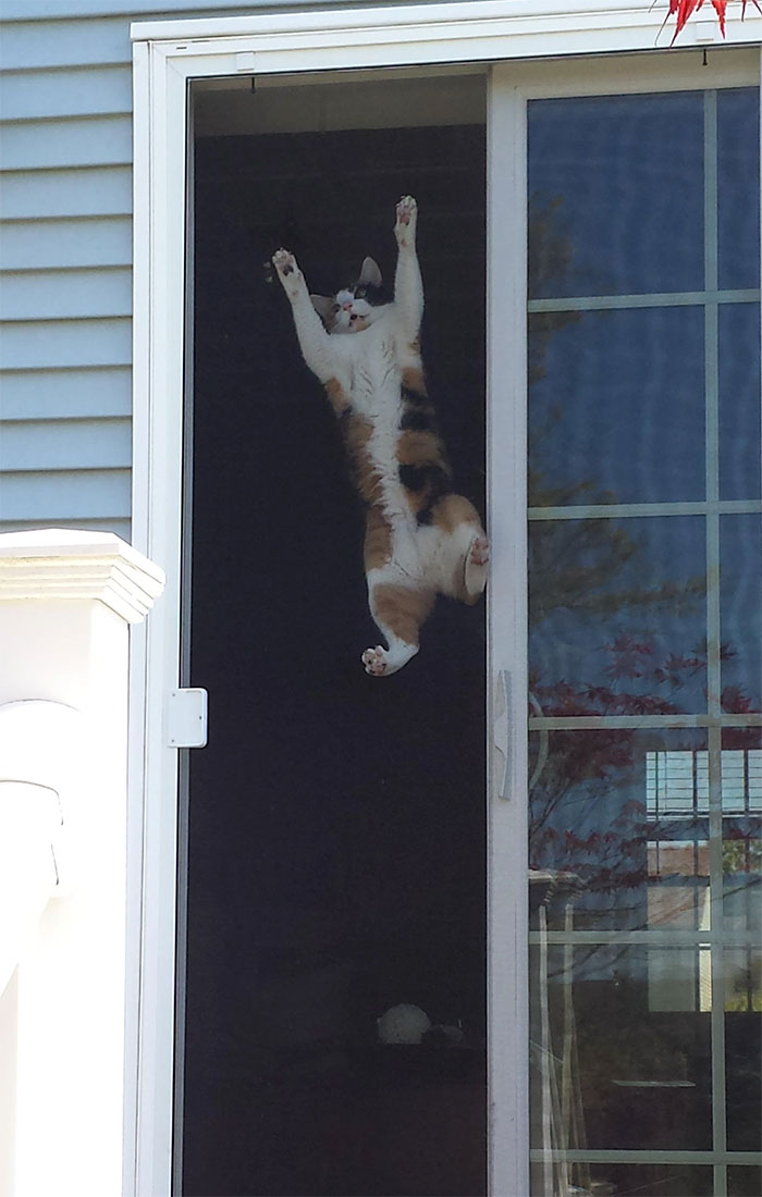 40 Cats Who Decided That Disobeying Their Owners Is Not Enough So They Defied The Laws Of Physics As Well