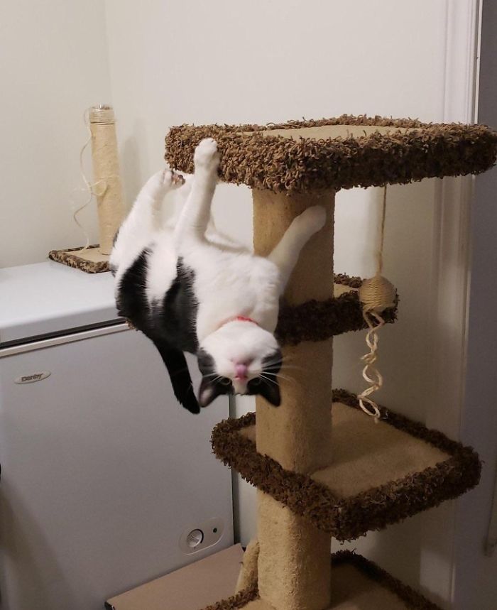 Funny-Cats-Defying-Gravity-Physics