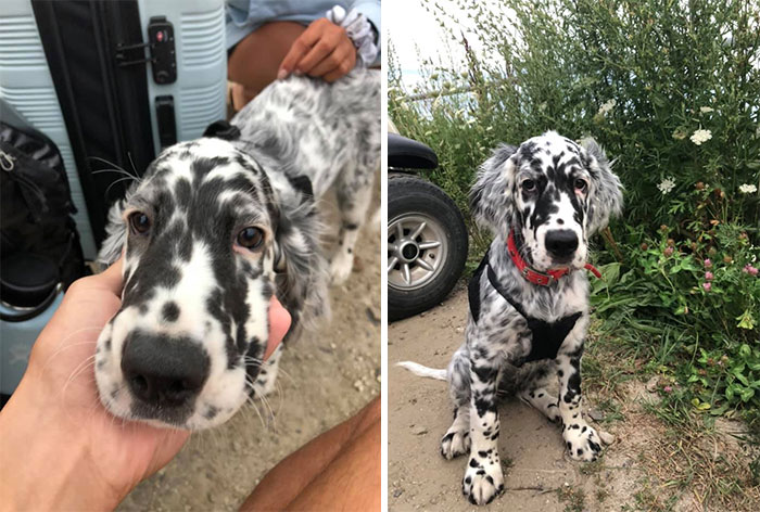 Cowspotting!! Met This Handsome Fellow, Archie, In Maine. He’s An English Setter And I Tried To Steal Him