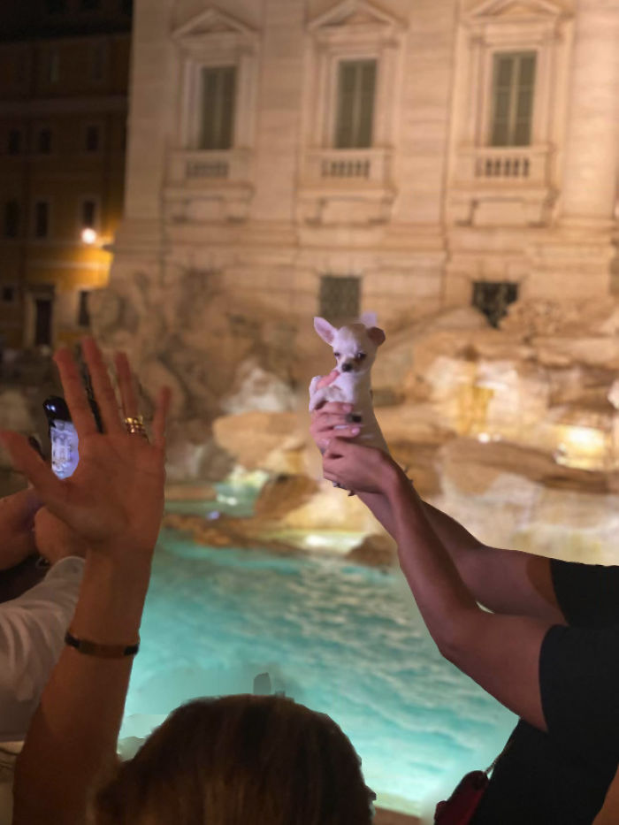 Tiny Doggo Making His Superstar Debut Trevi Fountain, Rome