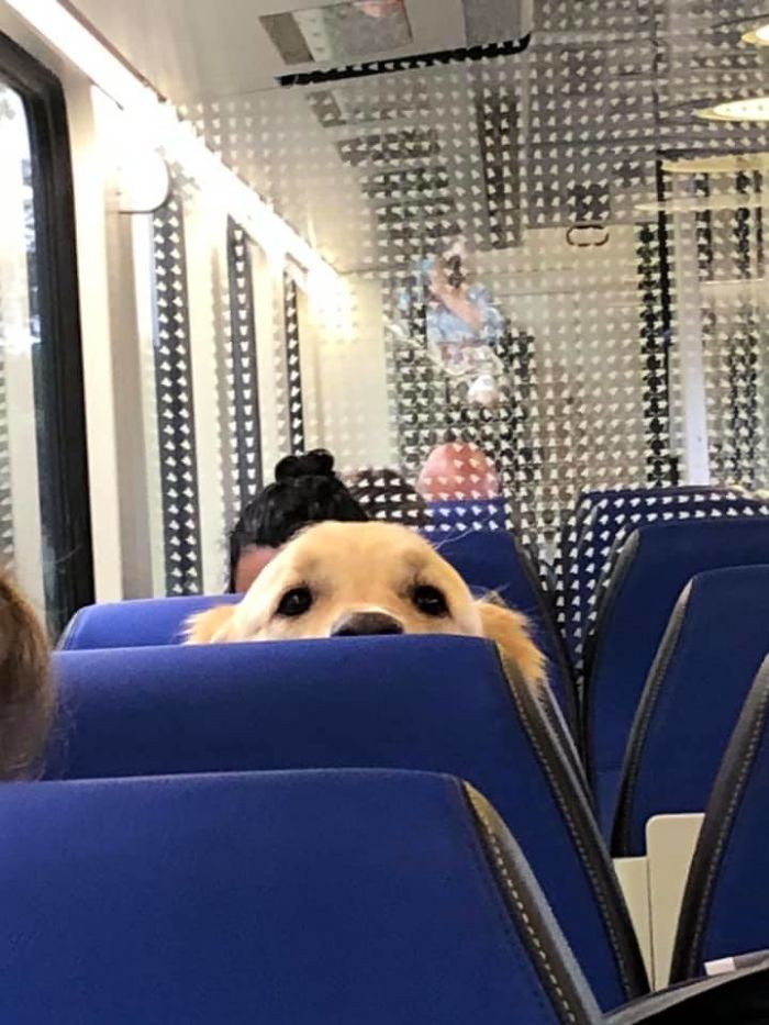 Found A Big Boy Peeking At Us In The Train!