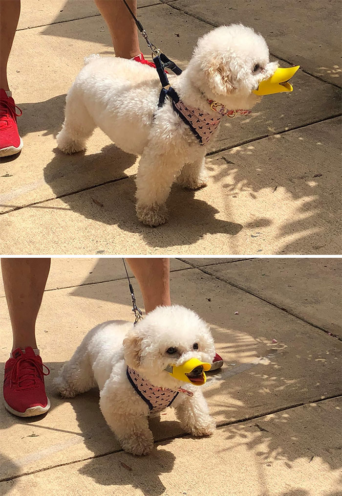 I Know This Is Dog Spotting, But I Saw This Duck In Arlington, Va Today And Had To Share