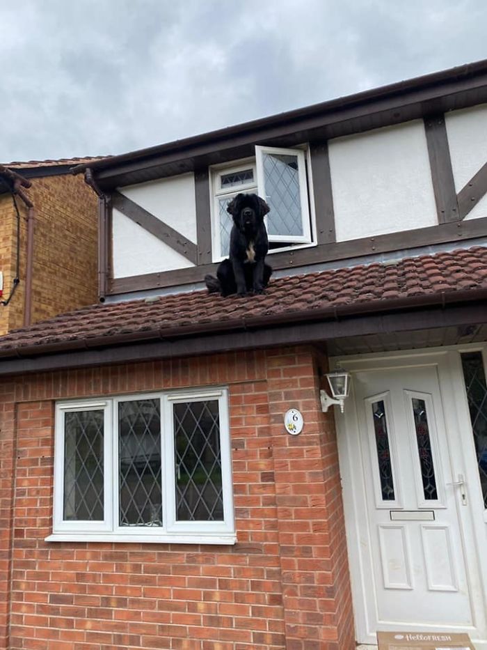 Quite The Surprise To Come Home And Find The Neighbours Newfoundland Sat On The Roof! After All The Window Probably Acts Like A Cat Flap For Him!