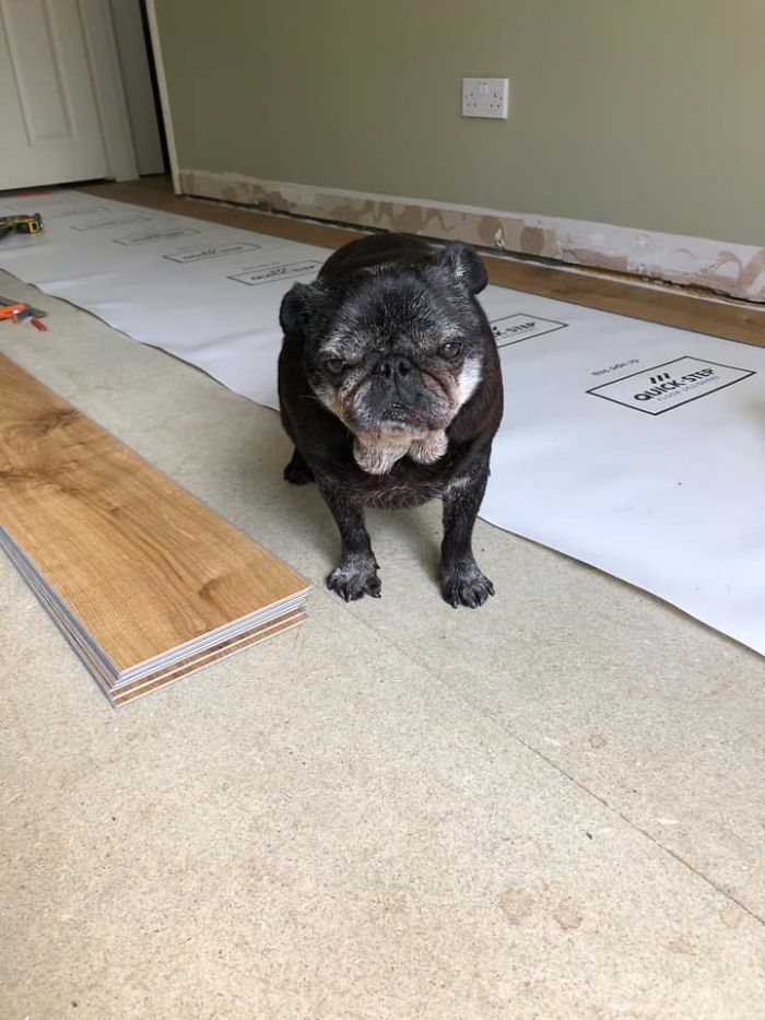 My Dad Is Doing Flooring At A House And Has An Elderly Gentleman Called Bob Supervising The Works, 16 Years Young