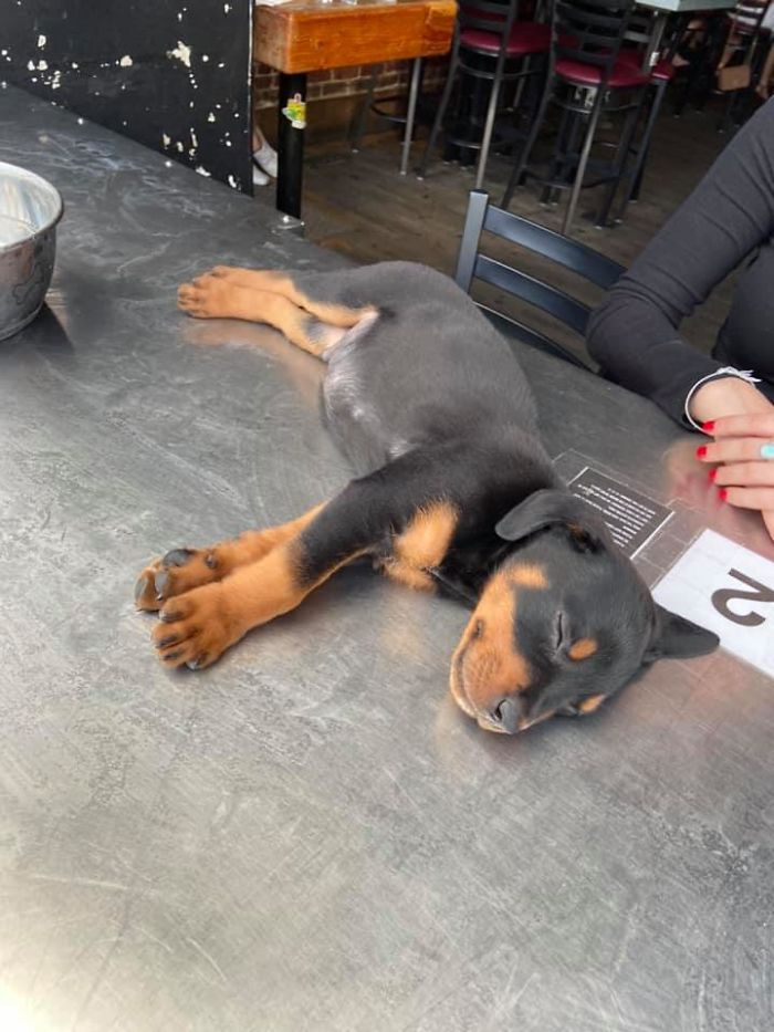 This Is Tank, 8-Week Old Rottweiler Pup Snoozing On An Outdoor Bar Counter In The Rino District In Denver.