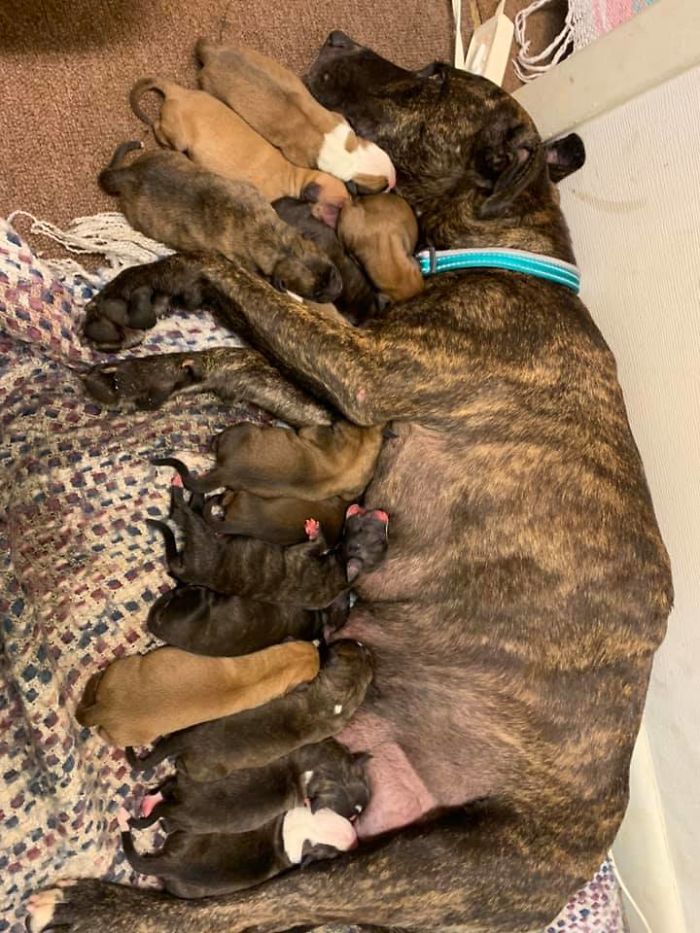 My Friend Found A Momma Pup In A Parking Lot A Week Ago. Knew She Was Preggo And Decided To Help Her Out. Little Did He Know She Would Have Fifteen ( 1 5 ) Puppies!!! Holy Cow. Can’t Wait To Cuddle These Babies!