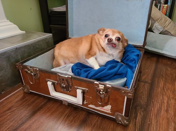 Im Housesitting For Some Family Friends And They Mention Theyre Dogsitting, No Details. Meet Princess, Shes Toothless, Sleeps In An Old Suitcase, And... Yes, Shes Chubby, Look We Just Met. I Cant Judge