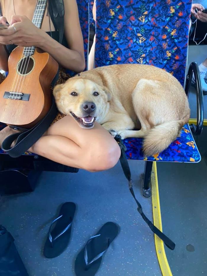 Spotted This Smiling Cutie On The Bus With His Musical Owner!