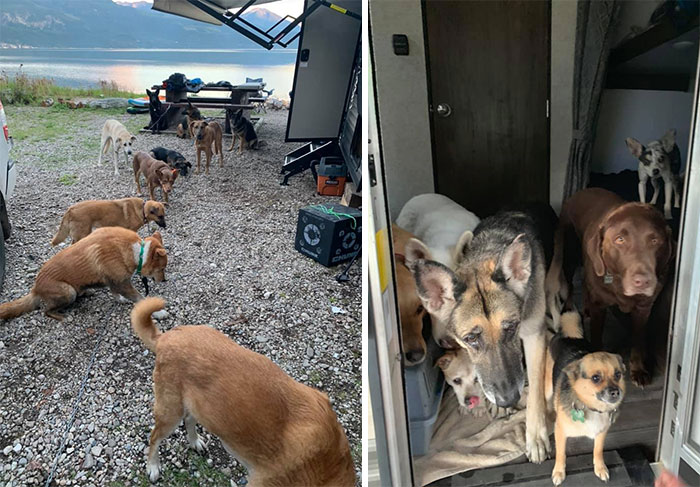 Hice fotos porque pensé que no me creerían. Familia de acampada con sus 19 perros