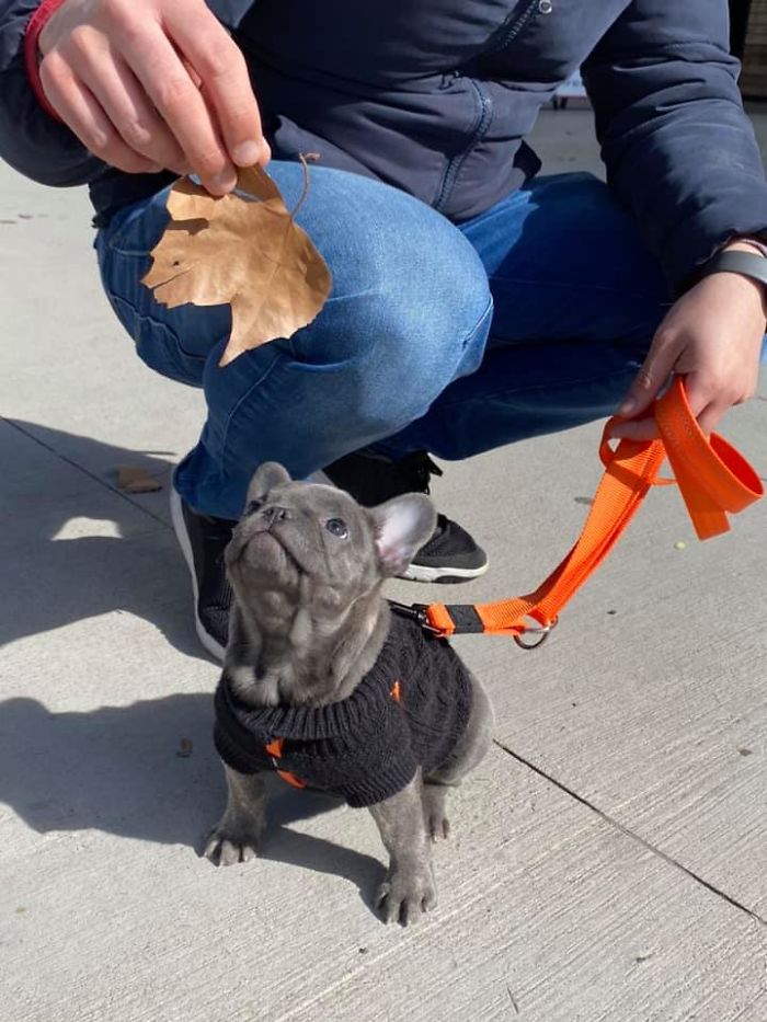 Just Met Itty Bitty Phoebe Who Loves Playing With Leaves And Doing Sits Like A Good Girl