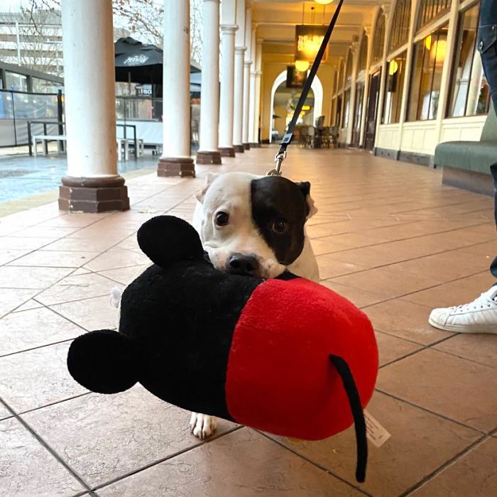 Just Met Ellie Who Likes To Walk Around The City With Her Favourite Micky Mouse Toy (For All The Attention And Pats She Gets). Can Confirm It 110% Worked