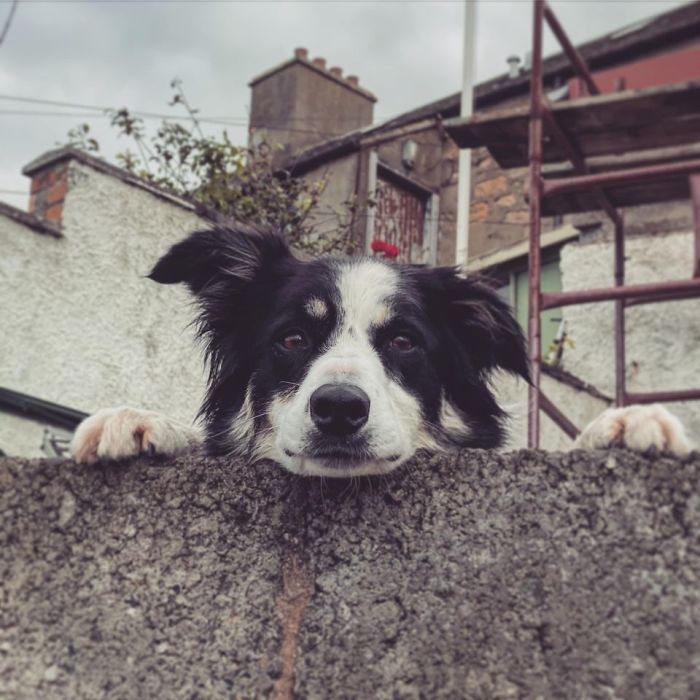 Found This Good Boy Peeking Over A Wall Down By The Sea In Scotland...