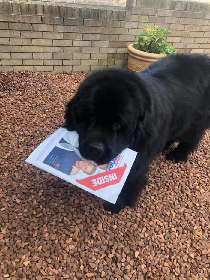 Trying To Deliver The Post But This Big Floof Wasn’t Having Any Of It