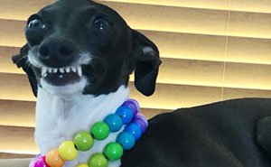 Woman Is Stuck At Home Due To Her Chronic Illness, So She Gets Herself A Dog That Has Funny Human-Like Expressions (30 Pics)