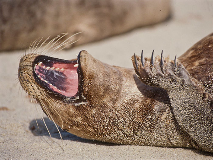 Funny-Laughing-Seals