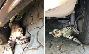 50 Overdramatic Cats Who Deserve An Oscar (New Pics)