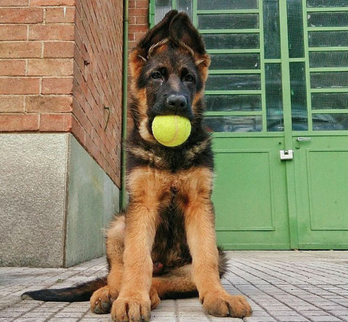 "Do Not Touch My Ball! It Is Mine And I'm Going To Have It In My Mouth"