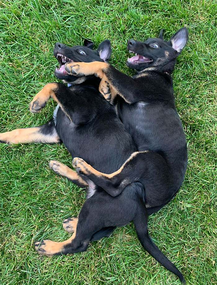 Sisters Playing. 10-Week-Old German Shepherd Pups