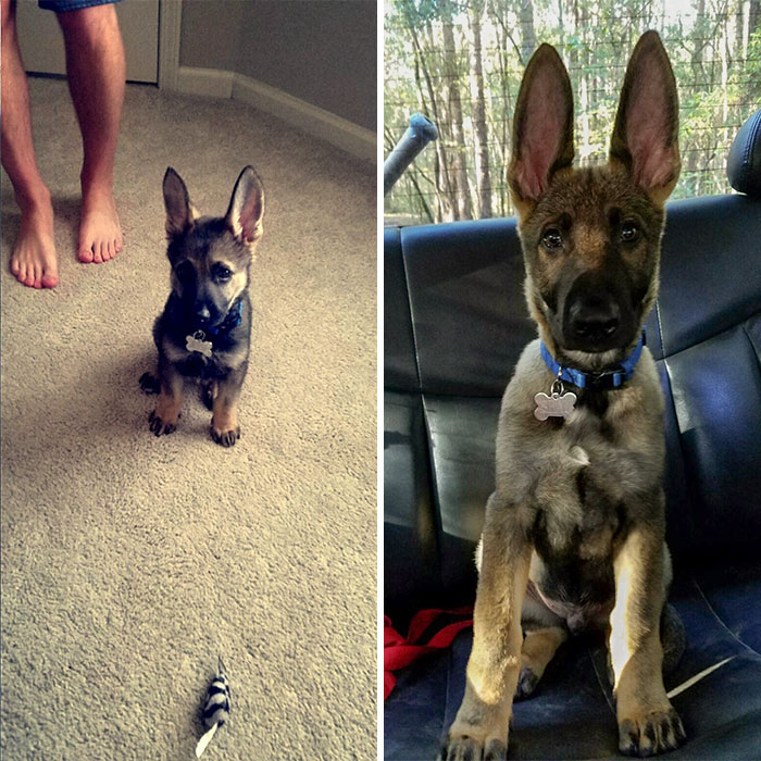 We Always Thought He Would Grow Into His Ears
