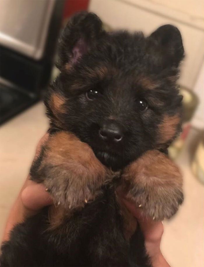 A German Shepherd Puppy Or A Cub?
