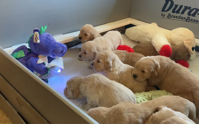 A Litter Of 4-Week-Old Goldies Get Mesmerized By A Dragon Reading Them A Bedtime Story